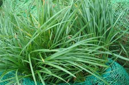 细叶麦冬每平米多少钱 曰本矮麦冬开花吗