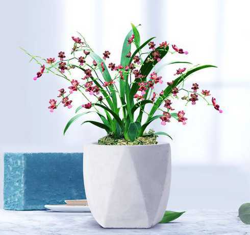 南宁适合种什么盆栽花 广西种什么花好