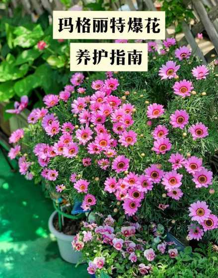 玛格丽特花为什么不红 玛格丽特花颜色变淡是怎么了