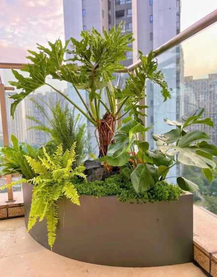 花箱内种什么花草合适 花箱一般种植什么 花箱里适合种什么植物