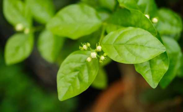 茉莉的叶子是什么形状 茉莉花叶子形状,叶子长什么样子