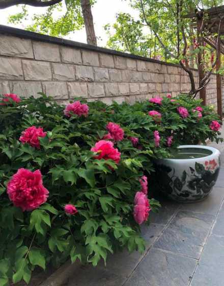 为什么庭院不能栽牡丹 牡丹花为什么不能进家门