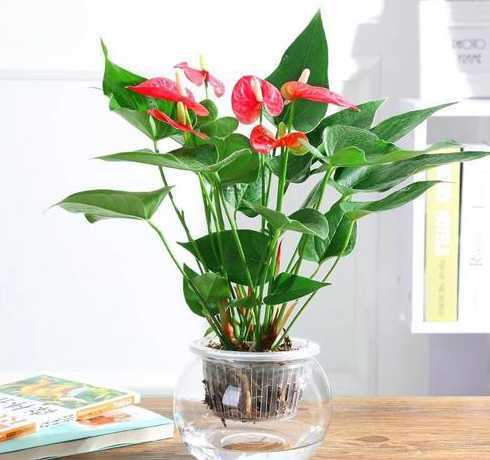 水培红掌不开花怎么办 水培红掌不开花怎么办,注意好四点就会水培开花到爆