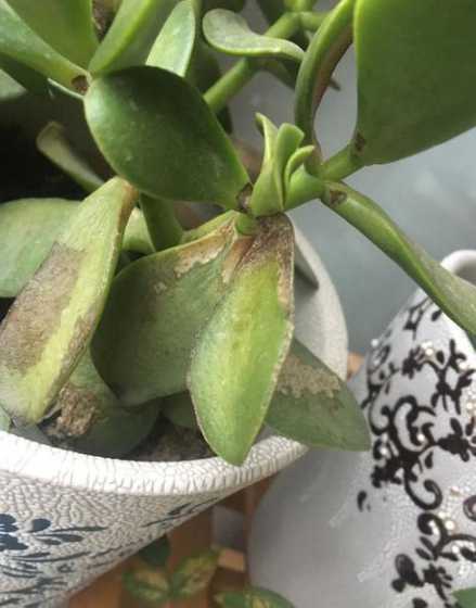 玉露叶子裂开什么原因 多肉植物 玉露的叶子烂了怎么办