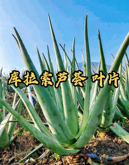 能吃的芦荟叫什么芦荟 能吃的芦荟图片和不能吃的芦荟区别