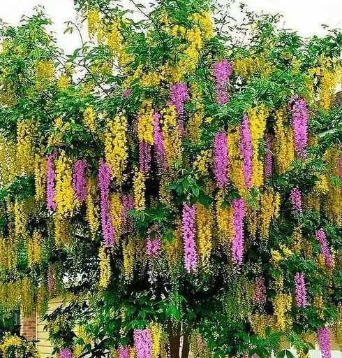 外生花相的树木有哪些 观花植物有哪些树种(花品种大全及图片)