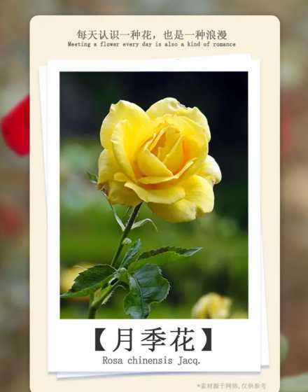月季月季花花语是什么 月季玫瑰花语是什么(月季花的寓意象征)