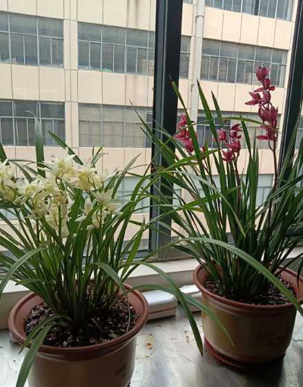兰花什么东西浇水开花 如何辨别兰花是否需要浇水