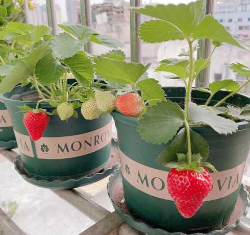 草莓盆栽选什么品种好 盆栽草莓哪个品种好