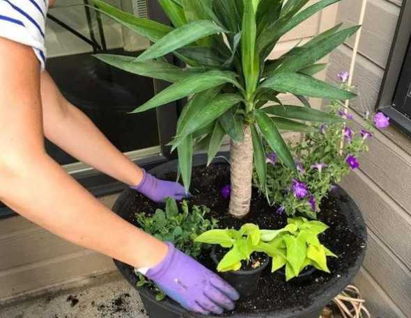 大花盆怎么判断浇透水 浇花时水很快从花盆底部流出(浇花浇透盆底水要倒掉吗)