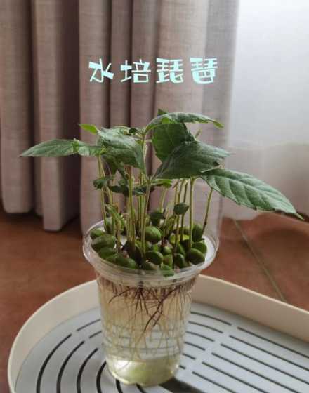 枇杷盆栽怎么种植技术 枇杷适合作为盆栽植物种植吗需要什么样的管理