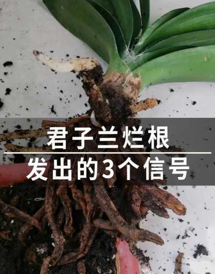 君子兰烂根后怎么处理 君子兰烂根怎么处理