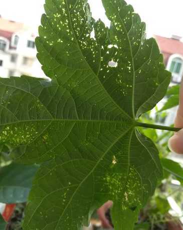 金铃花叶子发黄怎么办 金铃花叶子黄怎么办