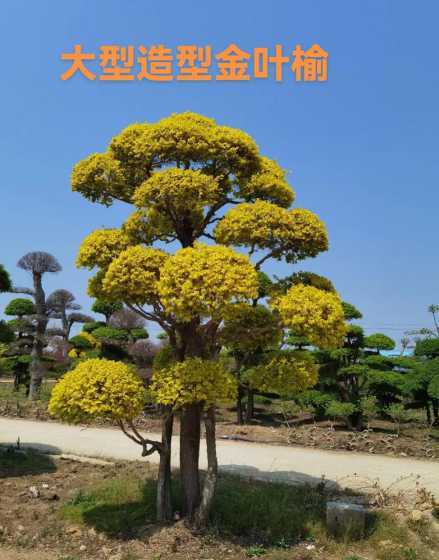金叶榆一个平方种多少 金叶榆种植与管理技术是什么