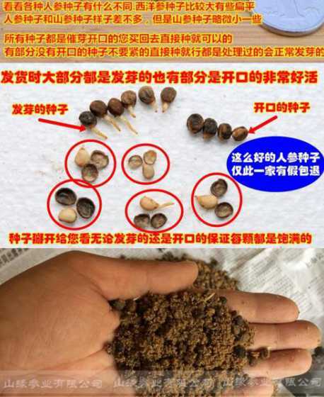 新鲜人参种子怎么播种 人参果种子什么时候播种最佳