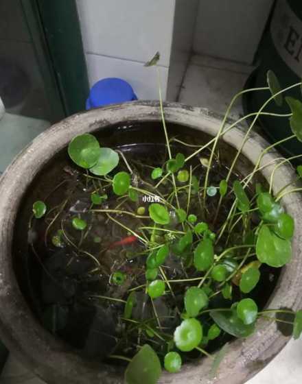 铜钱草养鱼注意点什么 铜钱草能和鱼一起养吗