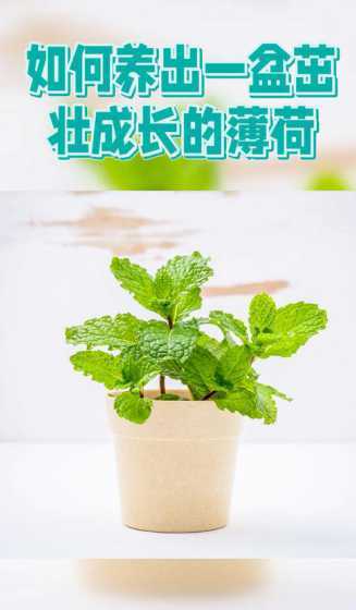 冬天怎么养薄荷什么土 冬天怎么养薄荷