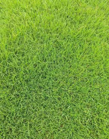 百慕大草种什么时候播 狗牙根草籽什么时候播种