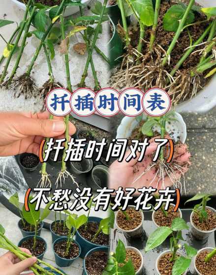 月季花水扦插多久生根 月季花泡水里多久才生根