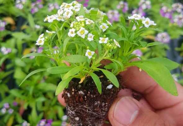 花坛白色花球是什么花 花坛植物有哪些