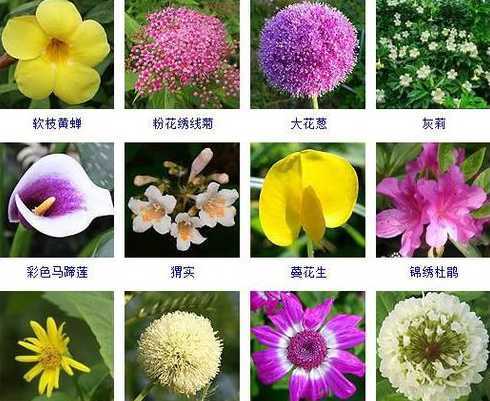什么不利于鲜花的盛开 什么的花园盛开着什么的鲜花
