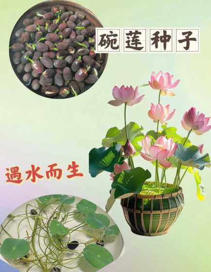 碗莲种子泡水多久发芽 碗莲种子泡水几天能发芽