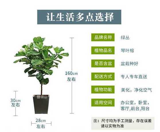 年轻学盆景有什么好处 盆景初学十三个技巧