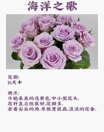 海洋之歌能搭配什么花 海洋之歌玫瑰与白百合红豆怎么搭配花束