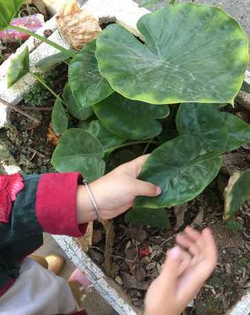 荷叶生长在什么土壤里 有一种花像小荷叶种在土里开红花叫什么名字
