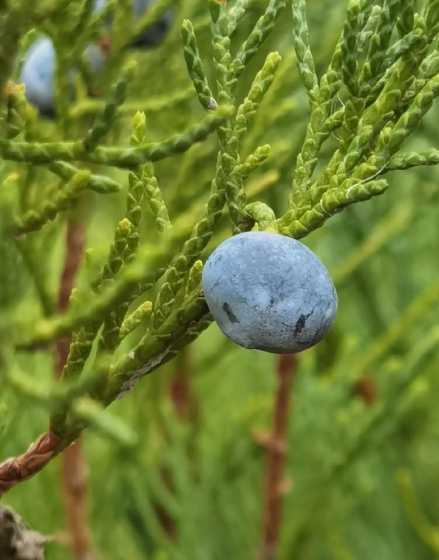 铺地柏一平米种多少棵 家里可以栽铺地柏吗 铺地柏可以种家里吗