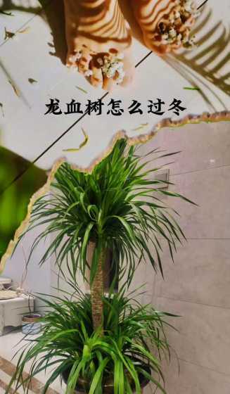 龙须盆栽冬天怎么过冬 盆栽龙须叶子为什么会耷拉不挺拔