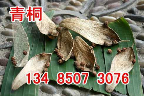 本地梧桐种子怎么育苗 法国梧桐怎样育苗