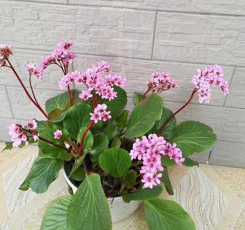 岩白菜怎么在室内养殖 这是什么花怎么养