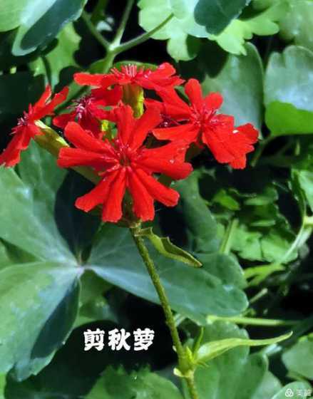 什么花开花需要剪叶子 蝴蝶兰开花期能剪叶子吗