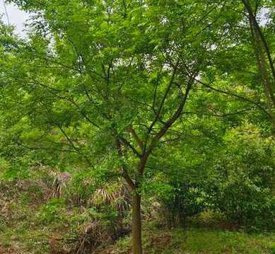小叶朴树种多少钱一斤 大叶朴树和小叶朴树的区别