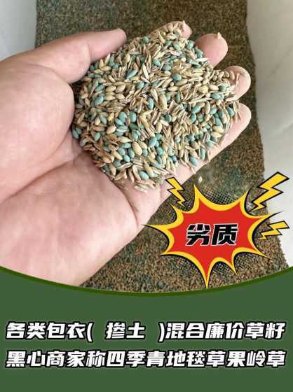 不同草坪种子如何区分 绿化草坪种子分哪些品种