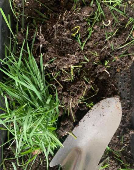 草坪在什么土壤长得快 草坪最佳种植时间和方法是什么