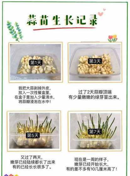 蒜苗怎么种植才能出苗 蒜苗的最佳种植方法