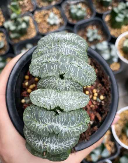 多肉十二卷为什么不长 十二卷多肉植物怎么养