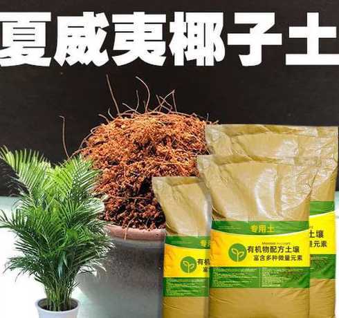 怎么给夏威夷椰子换土 夏威夷椰子的养殖方法,用什么土种