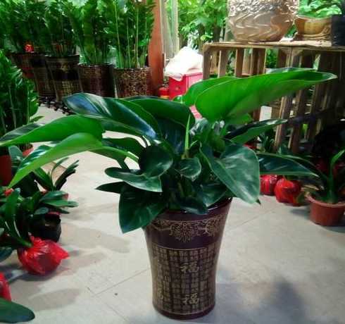 吸甲醛并净化空气的花草 什么植物可以吸甲醛