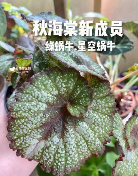 蜗牛盆景怎么养殖技术 植物麒麟怎么养