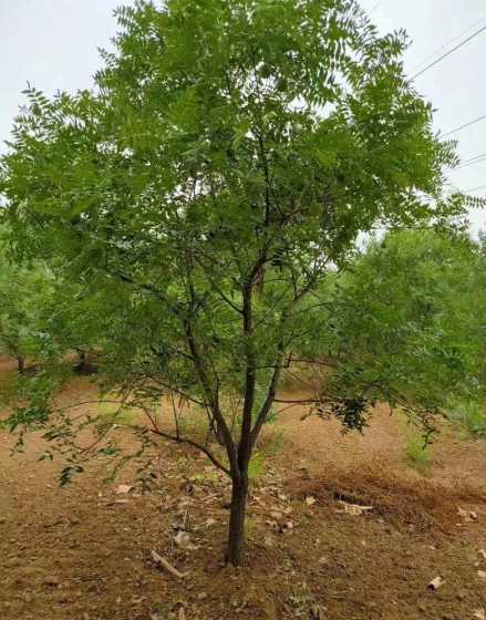 文冠果树哪里种植的多 文冠果树好种植吗种植的前景怎么样