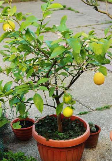 盆栽养柠檬适合什么土 种植盆栽柠檬应该使用什么土