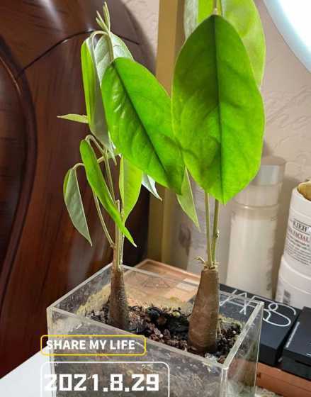 榴莲种子种植怎么摆放 榴莲种子怎么种植