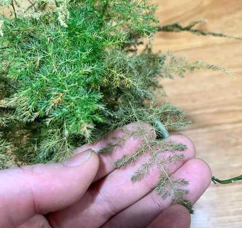 怎么知道文竹土壤干了 文竹土壤偏酸性还是碱性