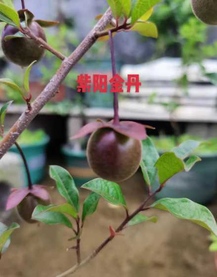 金弹子结果以后怎么养 金弹子的养殖方法和注意事项