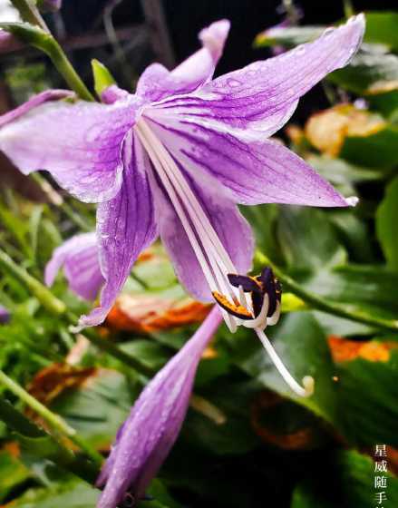 玉簪花和什么花样子像 荷花菊花桂花玉簪花哪一个不同类