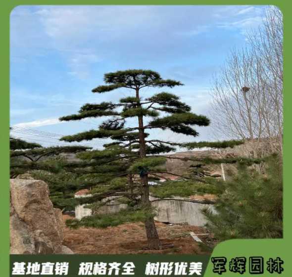 今年6米的油松多少钱 一棵15年的松树,高大概20米,粗直径20厘米大概多少钱