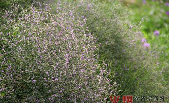情人草为什么翩翩起舞 为什么跳舞草爱“翩翩起舞”